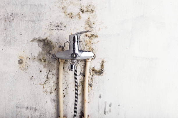 Best Mold Removal Company Near Me  in Pinewood Estates, TX