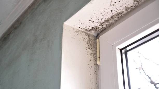 Mold Removal Process in Pinewood Estates, TX