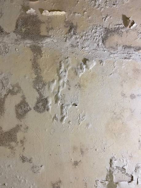 Best Mold Removal Company Near Me  in Pinewood Estates, TX