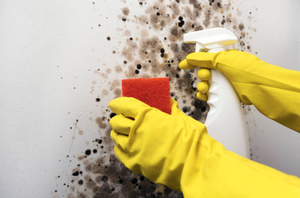 Reliable Pinewood Estates, TX Mold Removal Solutions
