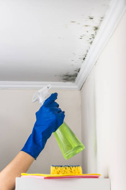 Best Best Mold Removal Companies  in Pinewood Estates, TX